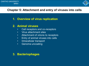 Chapter 5: Attachment and entry of viruses into cells 1. Overview of
