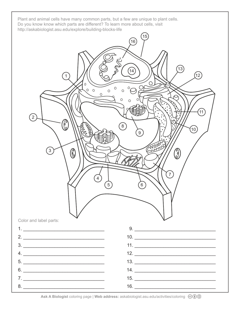 Ask A Biologist - Plant Cell Anatomy Activity