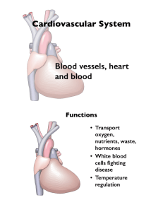 Cardiovascular System.key