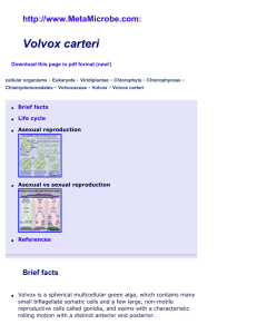 Volvox carteri, multicellular, green algae: facts