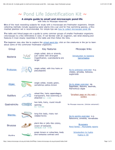 Mic-UK [site A]_ A simple guide to small and microscopic pond life