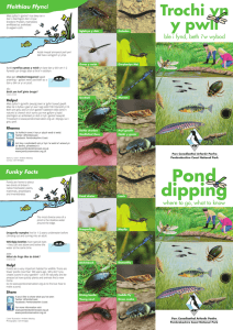 Pond dipping - Pembrokeshire Coast National Park