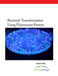 Bacterial Transformation Using Fluorescent Protein