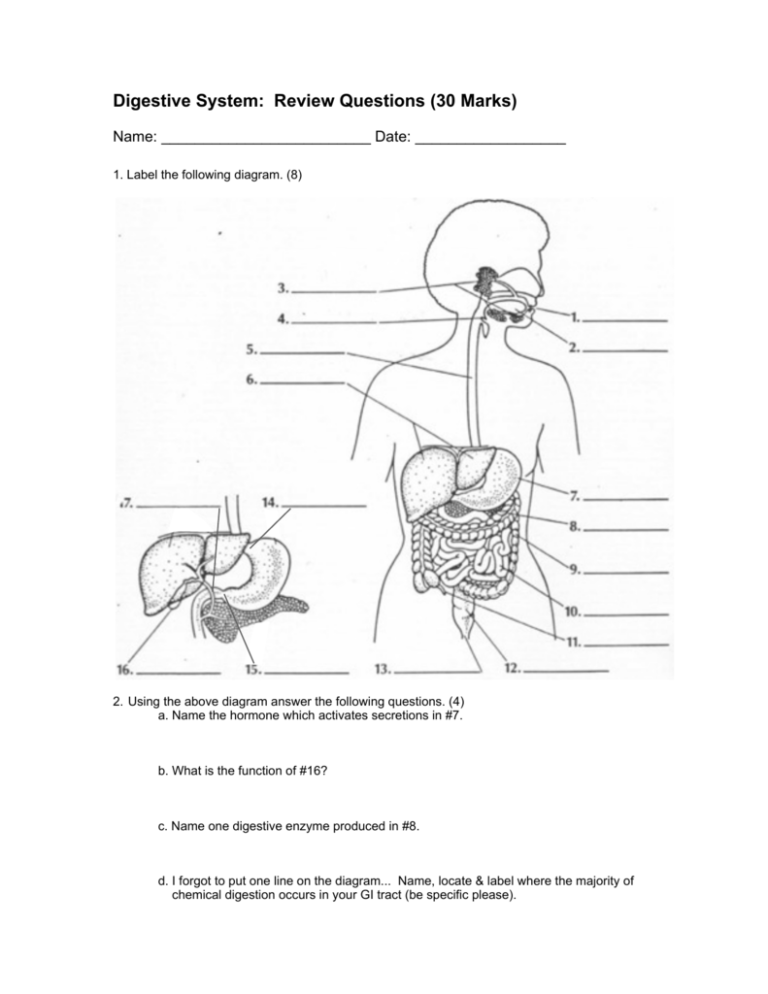 essay questions for digestive system
