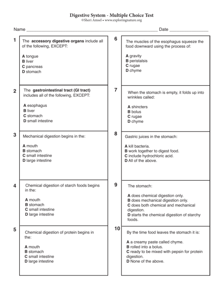 Digestive System Multiple Choice Worksheet