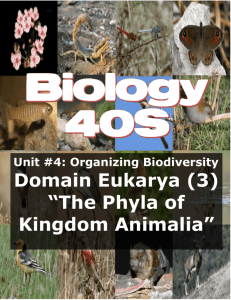 Domain Eukarya (3) “The Phyla of Kingdom Animalia”