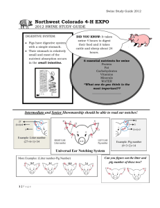 Swine Study Guide