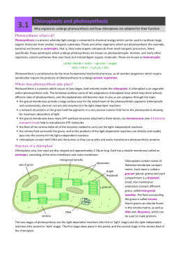 Chloroplast Worksheets KEY