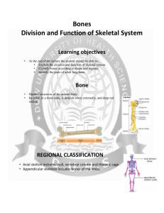 Bones Division and Function of Skeletal System