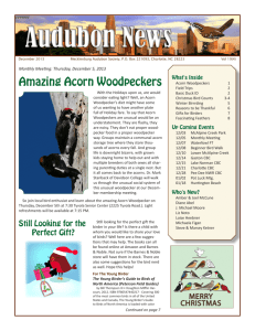Amazing Acorn Woodpeckers - Mecklenburg Audubon Society
