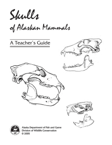 Skulls Of Alaskan Mammals - A Teachers Guide