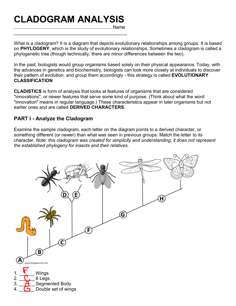 How To Make A Cladogram Answer Key