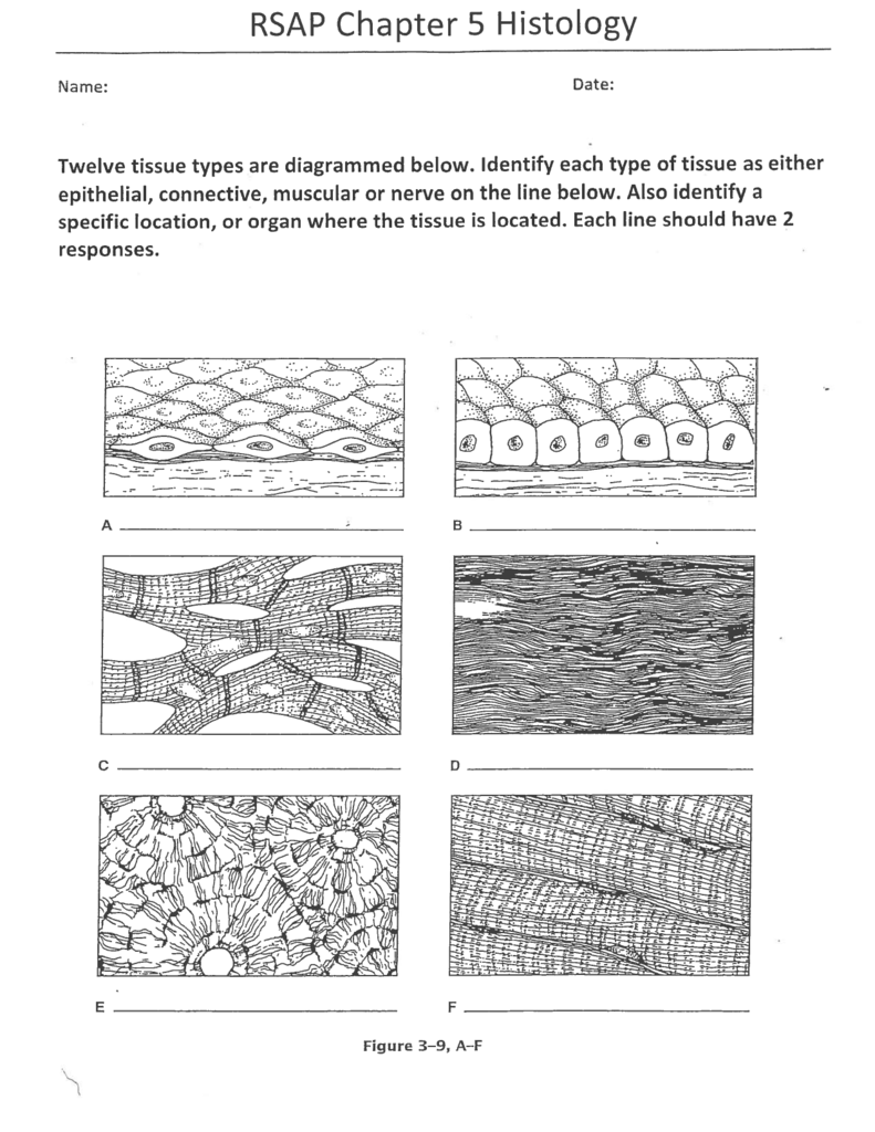 Body Tissues Worksheet Answers - Nidecmege