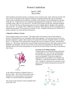 Protein Catabolism