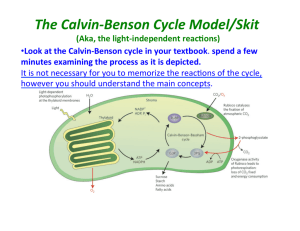 Calvin-Benson Cycle Model Activity