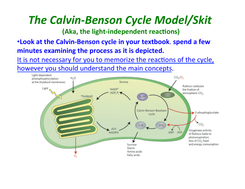 Another Name For Calvin Benson Cycle