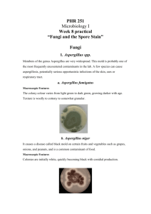 PHR 251 Microbiology I Week 8 practical “Fungi and the Spore Stain