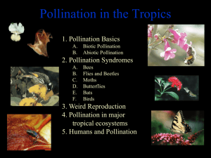 Abiotic Pollination (pollination by wind or water)