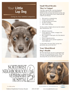 Small Breeds - Northwest Neighborhood Veterinary Hospital