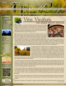 Vitis Vinifera - A Taste of Monterey