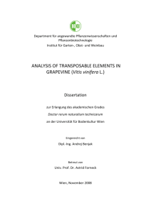 ANALYSIS OF TRANSPOSABLE ELEMENTS IN GRAPEVINE (Vitis