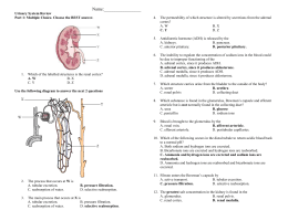 Key to Urinary Quiz diagram of nephron w key 