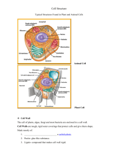 Cell Function Guided Notes