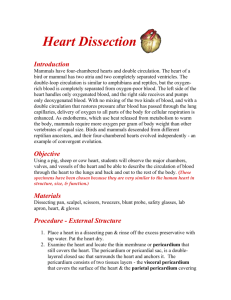 Pig Heart Dissection - Region 10 Start Page