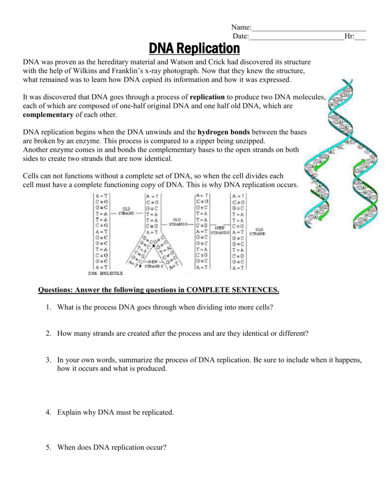 DNA Replication Worksheet 22 Pertaining To Dna And Replication Worksheet