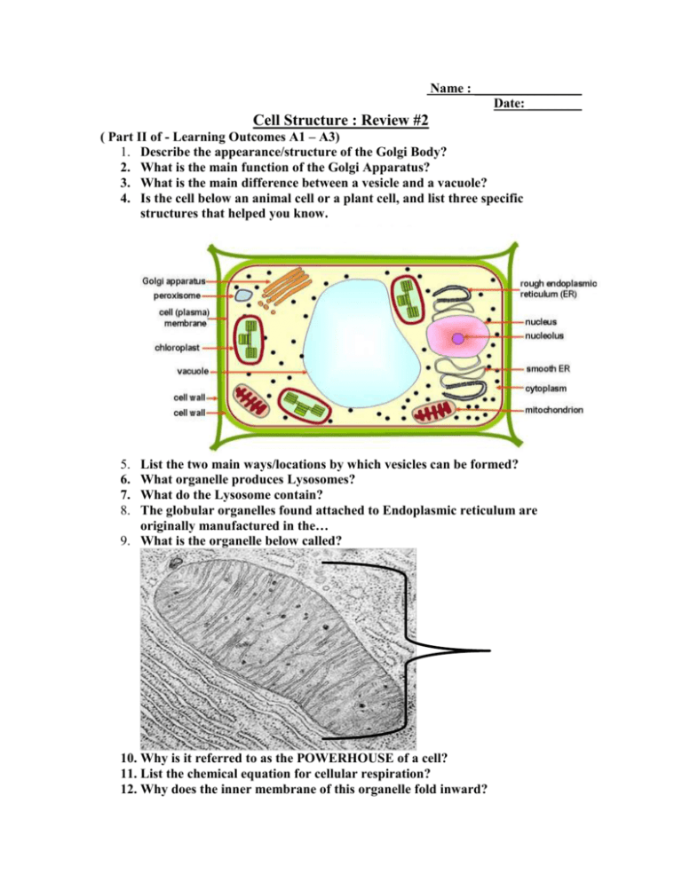 Cell Structure Rev #2 - Mr. Lesiuk