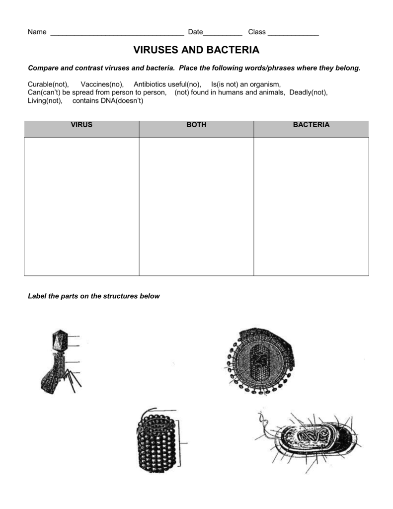 Virus and Bacteria Worksheet In Virus And Bacteria Worksheet Answers