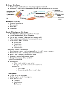 brain and spinal cord notes
