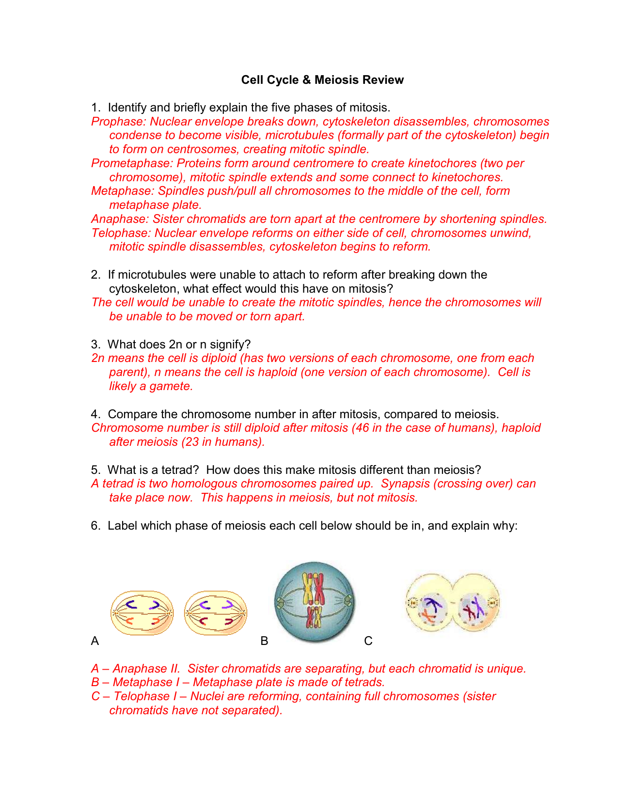 35 Label The Phases Of Meiosis Answers - Labels Design ...