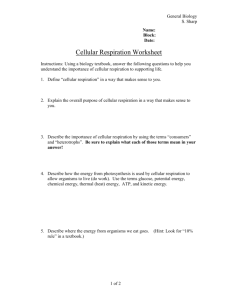 Cellular Respiration Worksheet