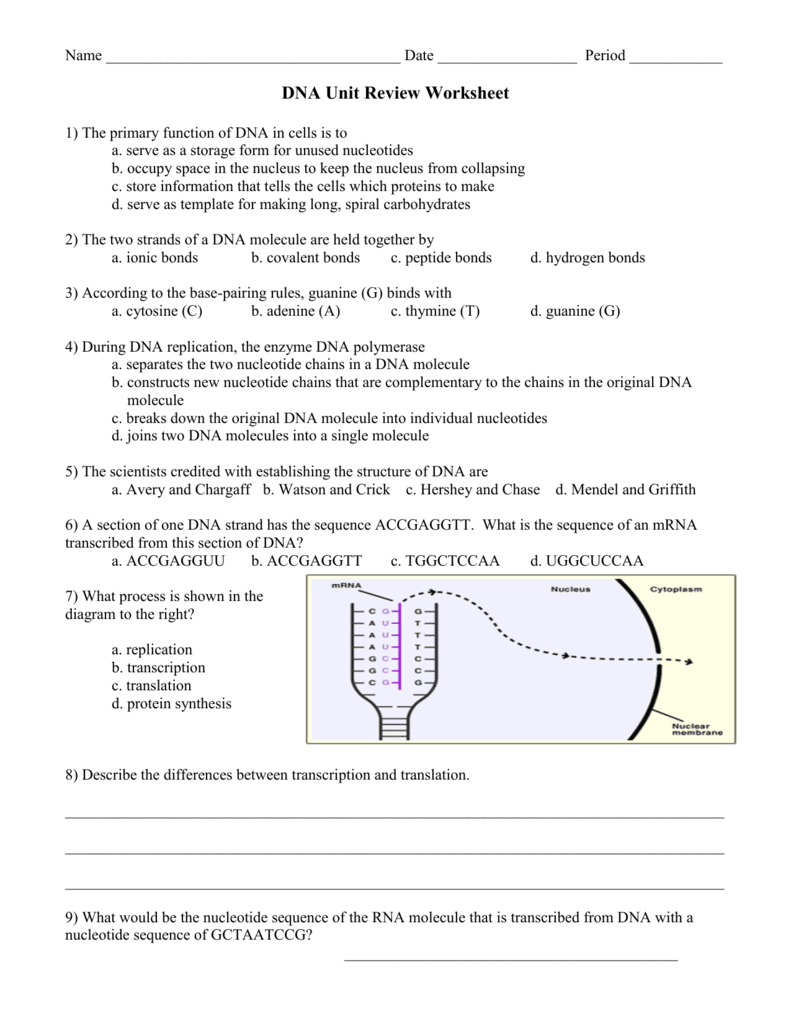 DNA Unit Review Worksheet With Protein Synthesis Review Worksheet Answers