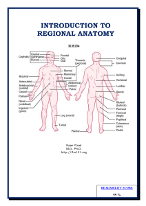 Dr.Kaan Yücel http://fhs121.org Introduction to regional anatomy