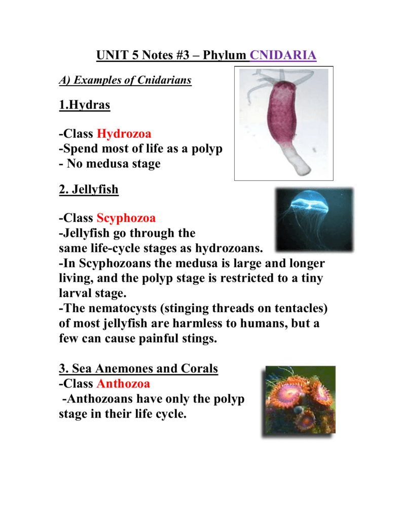 phylum cnidaria examples