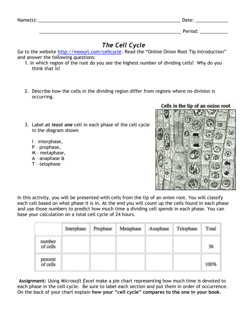 Cell Cycle Activity Inside Onion Cell Mitosis Worksheet Answers