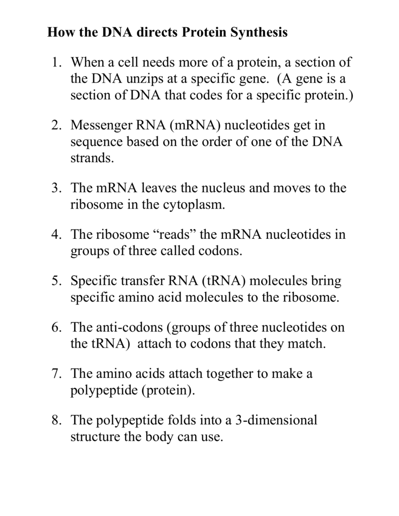 how-the-dna-directs-protein-synthesis