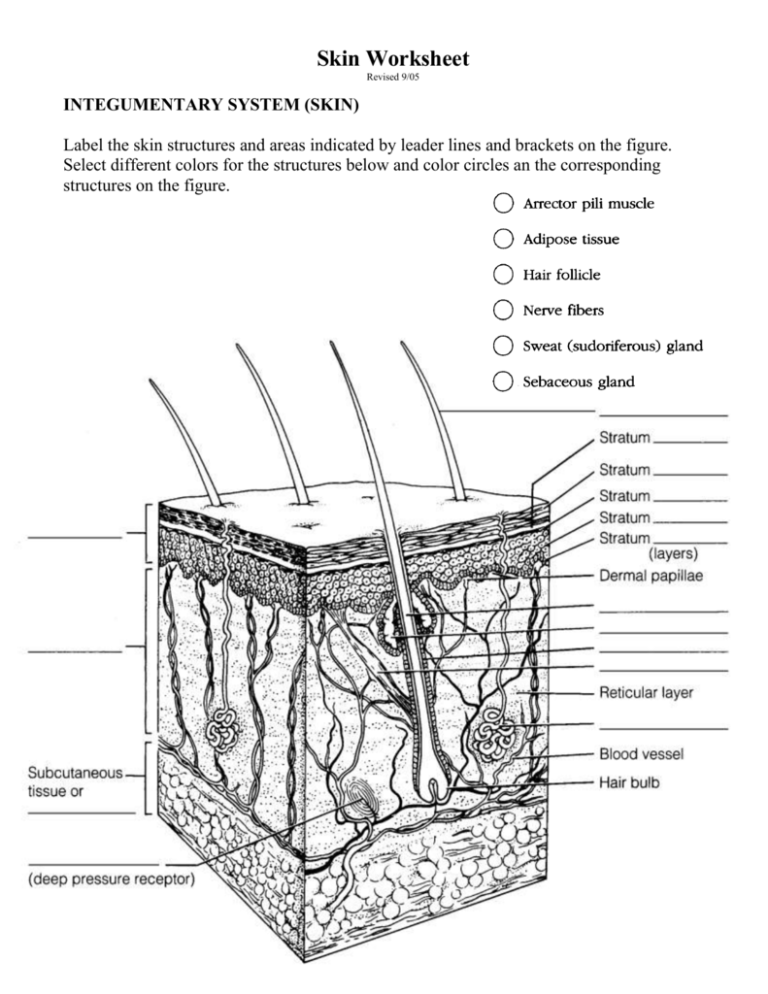 Integumentary System Worksheet With Answers