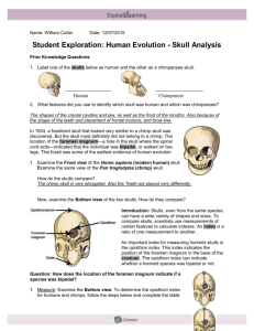 Homo skulls activity