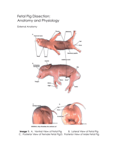 Fetal Pig Dissection: