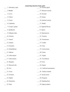 Who`s Who Vocab.
