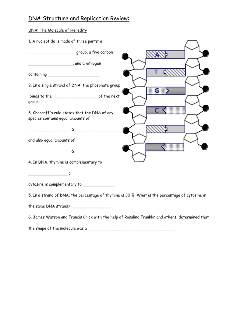 Dna Structure And Replication Review Worksheet