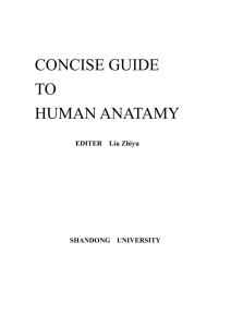 Concise Guide to HUMAN ANATOMY 2