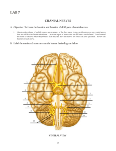 (7) Cranial Nerves