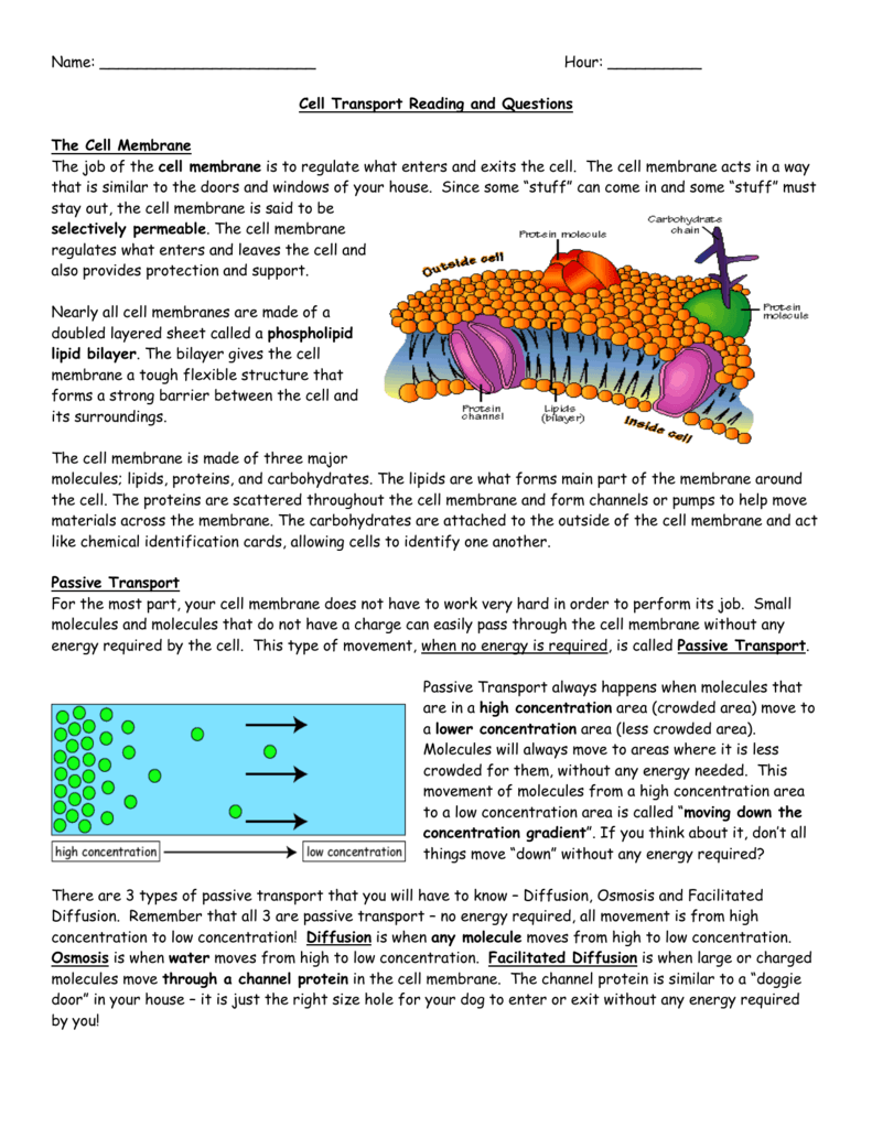 34 Cellular Transport Review Worksheet Answer Key Support Worksheet