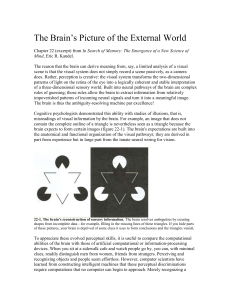 The brains picture of the world
