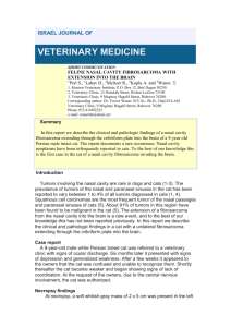 feline nasal cavity fibrosarcoma with extension into the brain