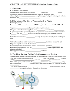 Photosyn worksheet fill-in with powerpoint 2006 Rauch